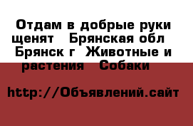 Отдам в добрые руки щенят - Брянская обл., Брянск г. Животные и растения » Собаки   